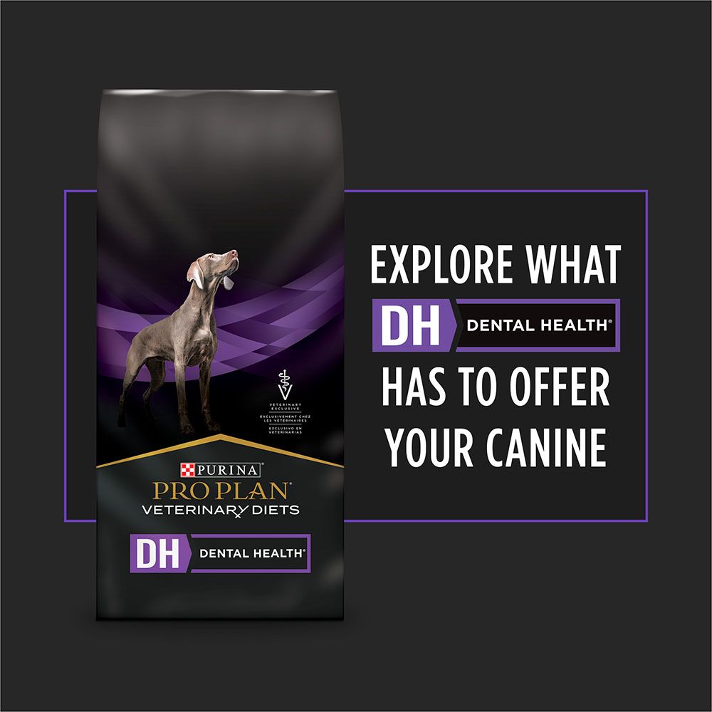 explore-what-dh-dental-health-has-to-offer.jpg