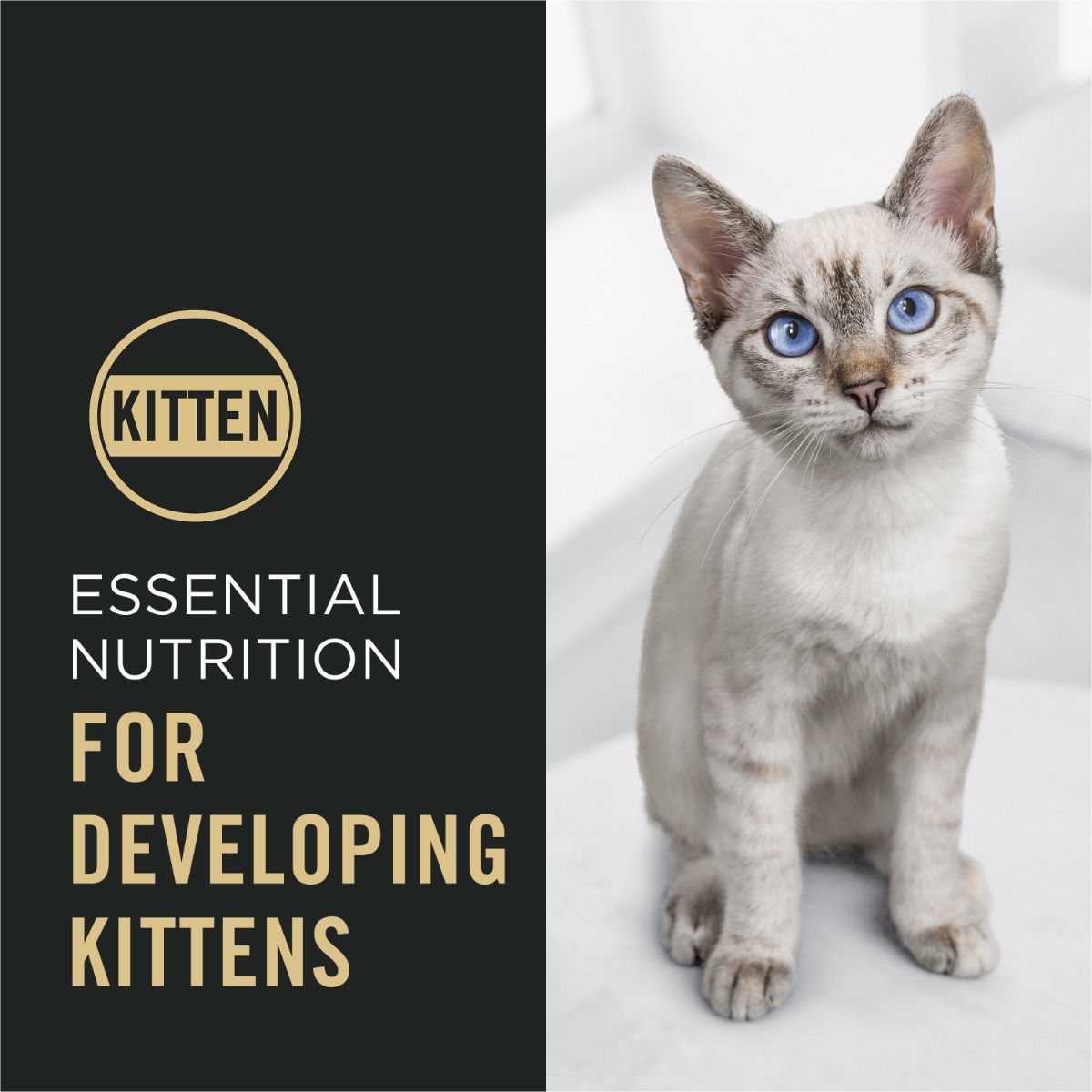 purina-pro-plan-complete-essentials-dry-kitten-food-essential-nutrition_1.jpg