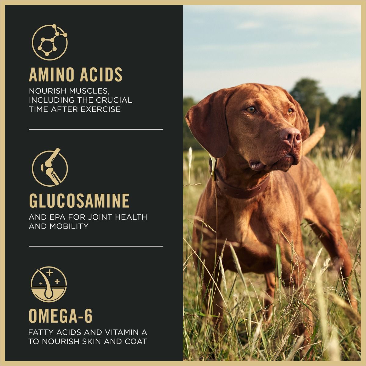 purina-pro-plan-sport-performance-30-20-beef-bison-dry-dog-food-amino-acids.jpg